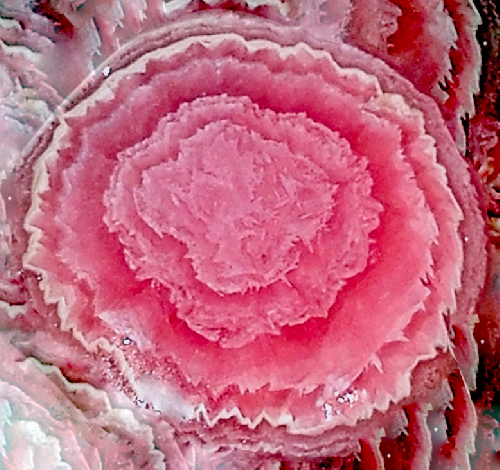 Z.B - Camellia II