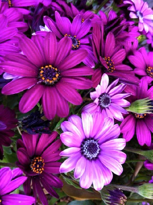 Z.B - Spring Purple Haze