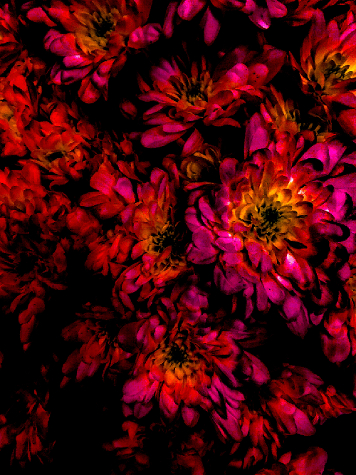 Z.B - Chrysanthemum Fuschia Red