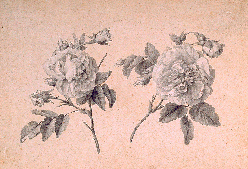 Z.B - Anne's Roses